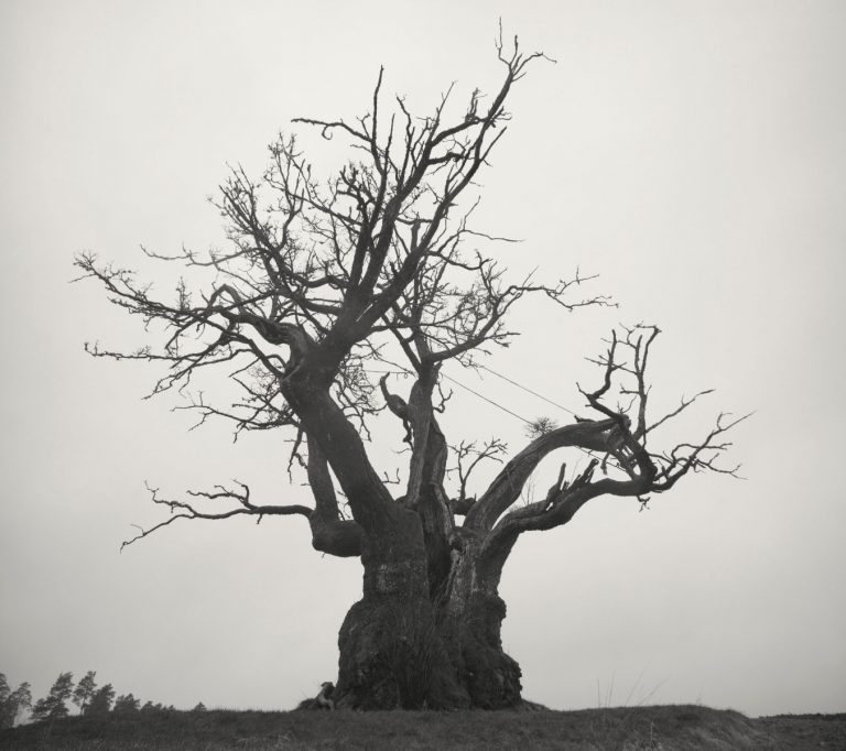 [Album] SEKAI NO OWARI 20102019 (2021.02.10/MP3/RAR)